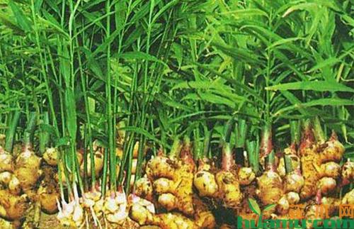科技助力姜农高效种植，最新姜种植设备亮相