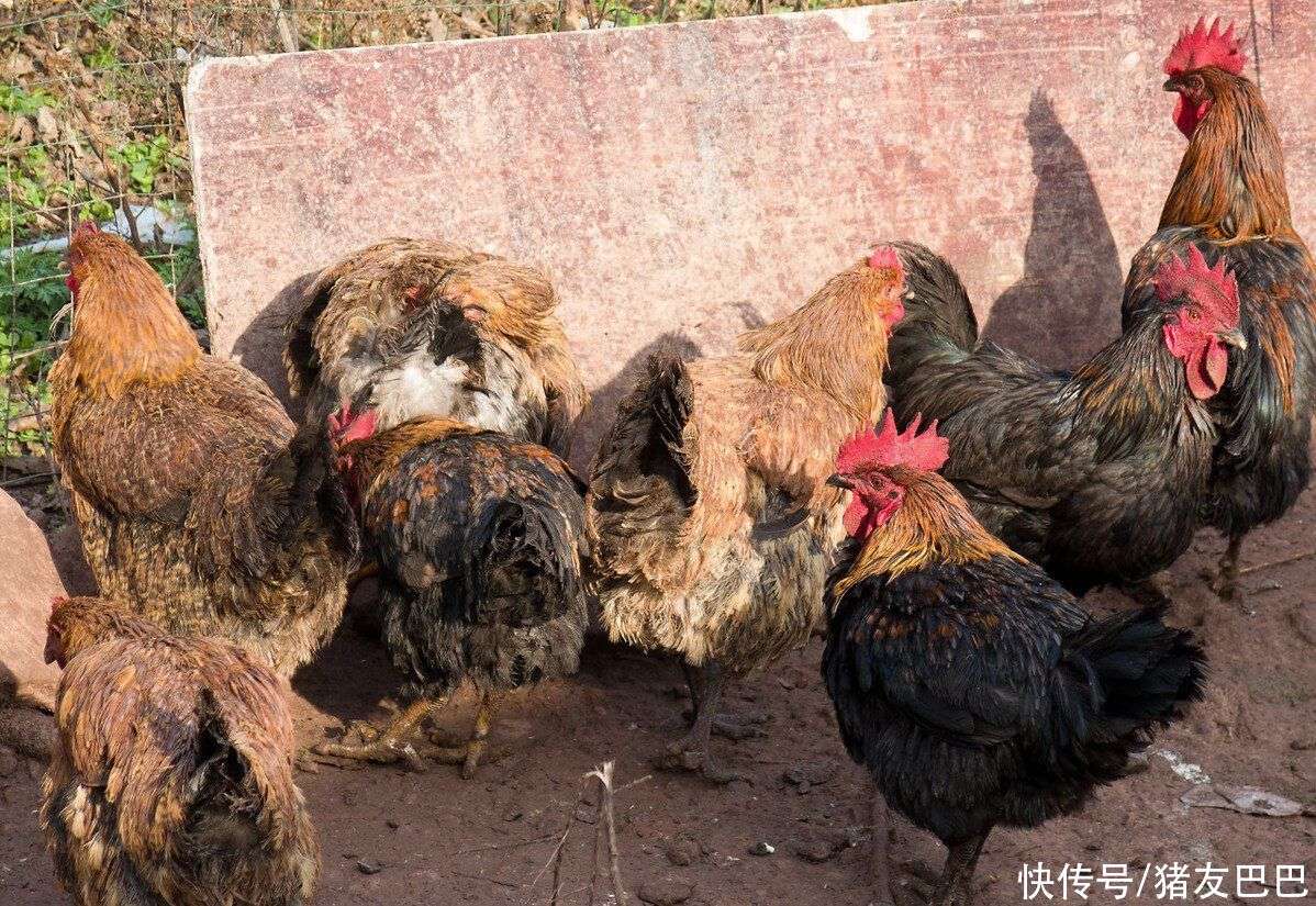 今日麻鸡行情报价与探索自然美景之旅，内心的平静与喜悦的追求