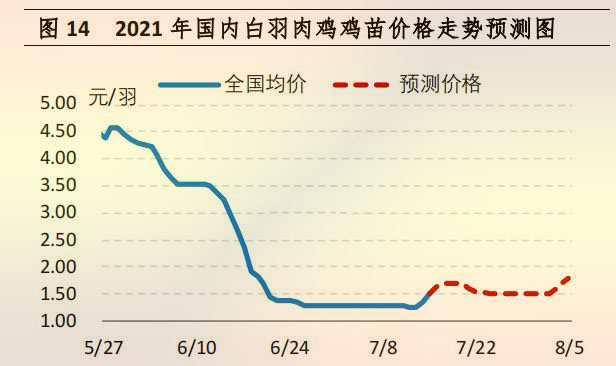 鸡苗行情展望，励志成长之路