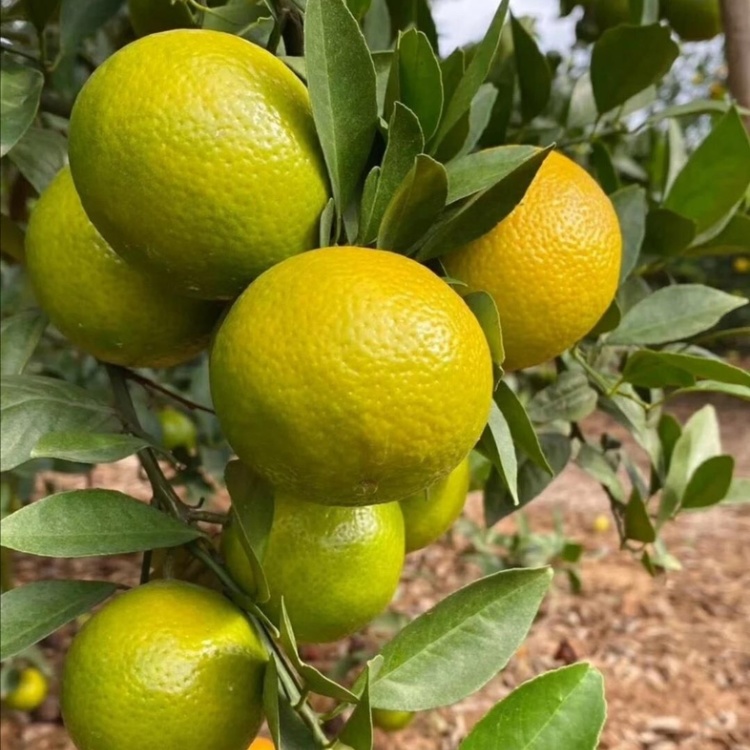 广西皇帝柑上市季节揭秘，一篇全面的科普小课堂！🍊🌴
